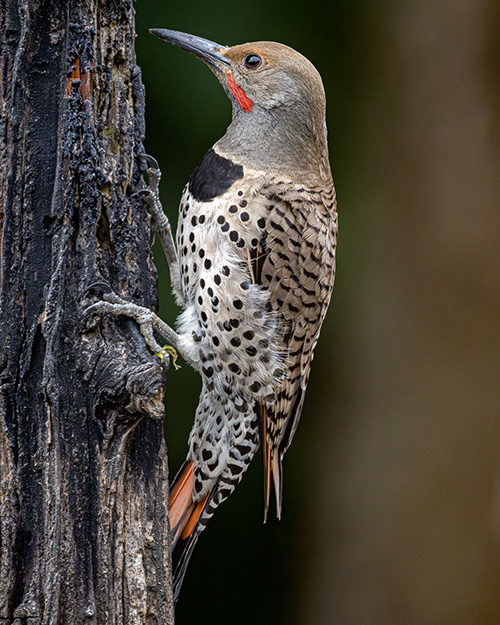 Northern Flicker (Red-shafted)
