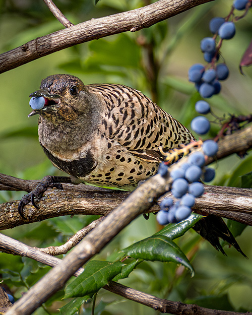 Northern Flicker (Red-shafted)