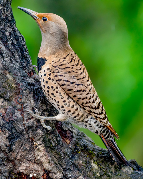 Northern Flicker (Red-shafted)