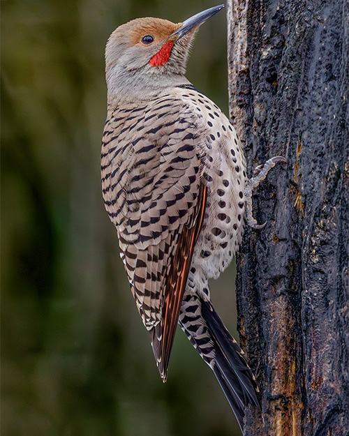 Northern Flicker (Red-shafted)