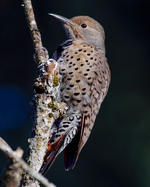 Northern Flicker (Red-shafted)