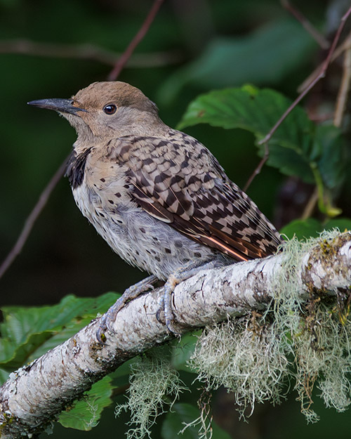 Northern Flicker (Red-shafted)