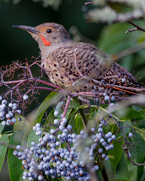 Northern Flicker (Red-shafted)