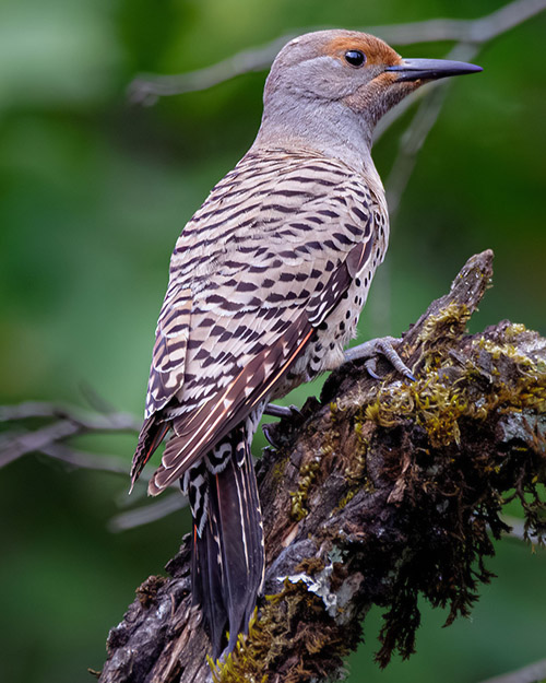 Northern Flicker (Red-shafted)