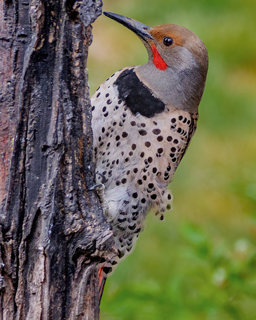 Northern Flicker (Red-shafted)