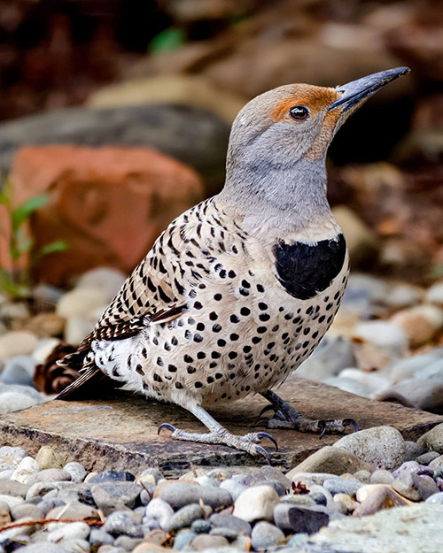 Northern Flicker (Red-shafted)