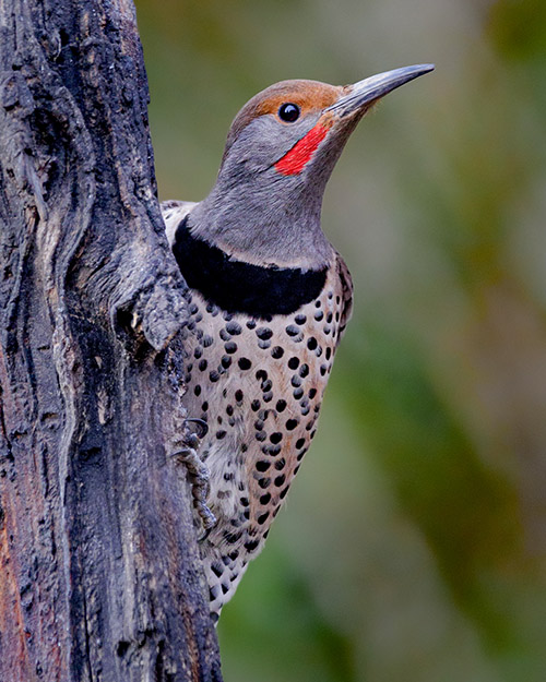 Northern Flicker (Red-shafted)