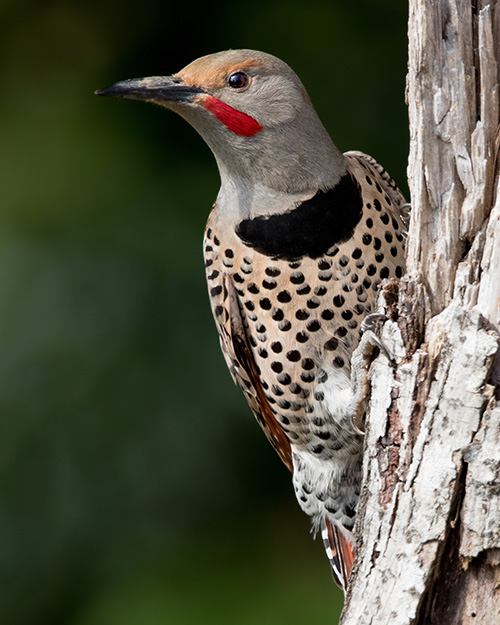 Northern Flicker (Red-shafted)