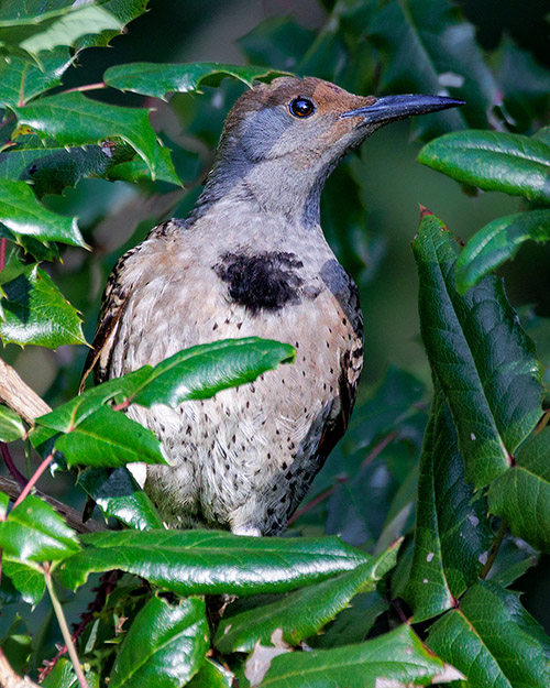 Northern Flicker (Red-shafted)