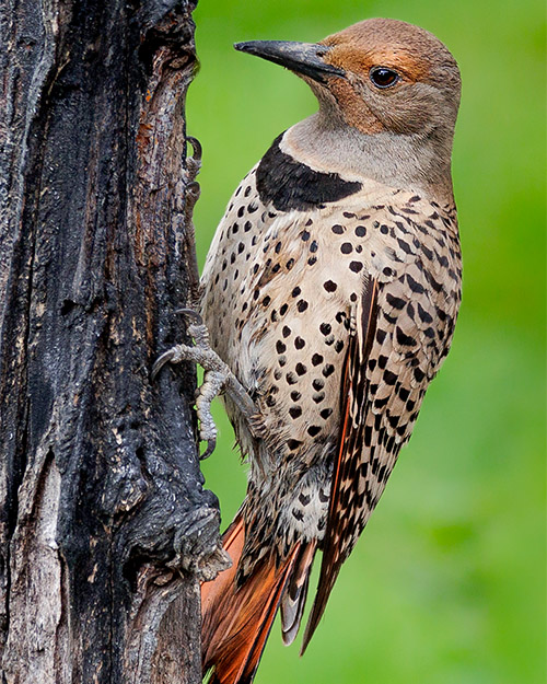 Northern Flicker (Red-shafted)