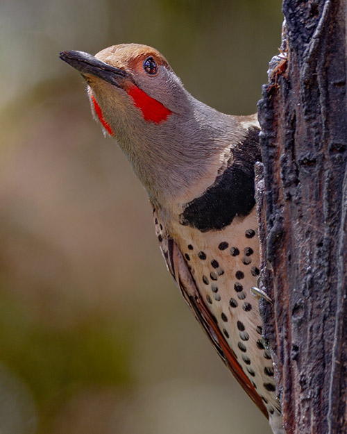 Northern Flicker (Red-shafted)