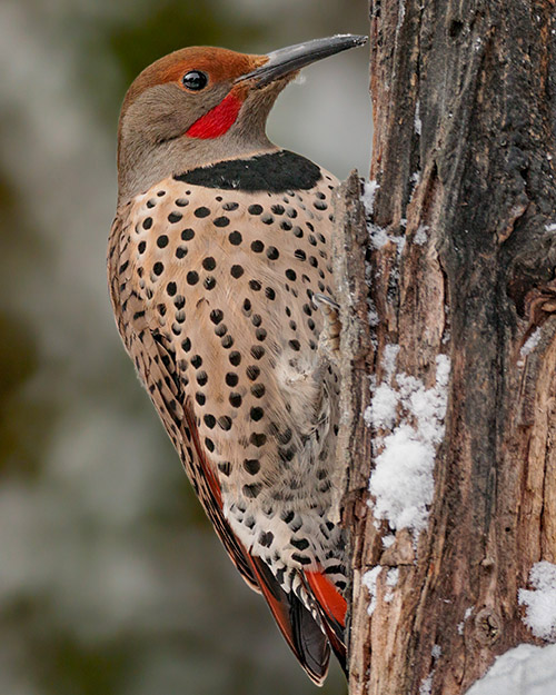 Northern Flicker (Red-shafted)