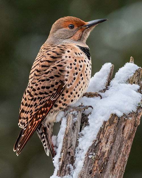 Northern Flicker (Red-shafted)