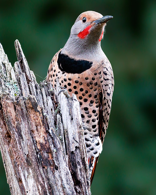 Northern Flicker (Red-shafted)