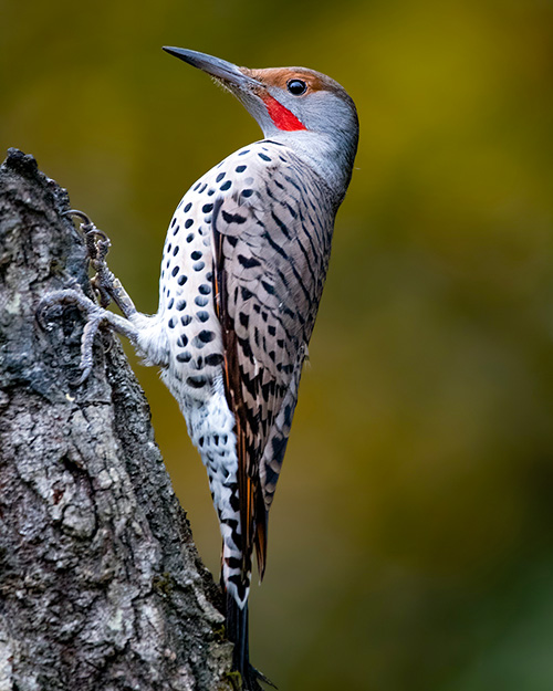 Northern Flicker (Red-shafted)