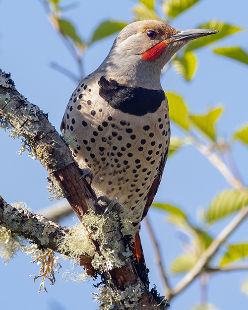 Northern Flicker (Red-shafted)