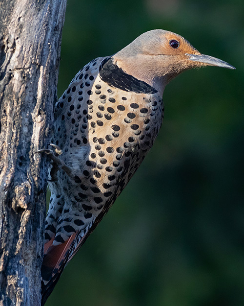 Northern Flicker (Red-shafted)