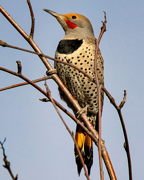 Northern Flicker (Red-shafted)