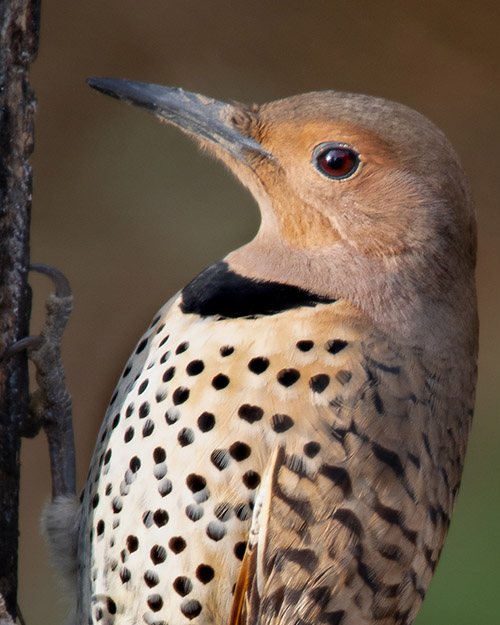 Northern Flicker (Red-shafted)