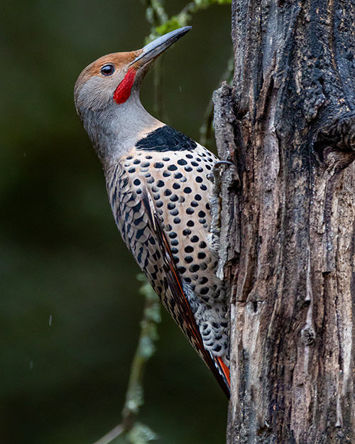 Northern Flicker (Red-shafted)