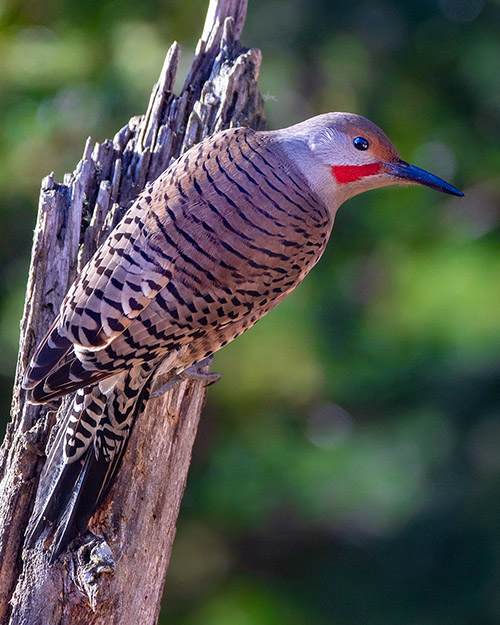 Northern Flicker (Red-shafted)