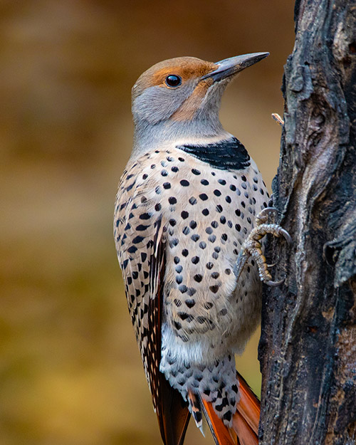 Northern Flicker (Red-shafted)