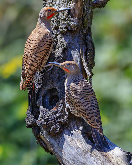 Northern Flicker (Red-shafted)