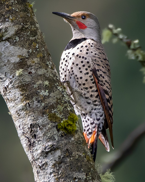 Northern Flicker (Red-shafted)