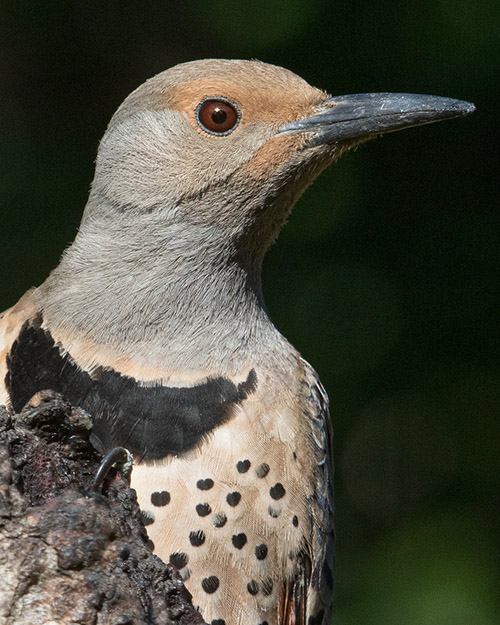 Northern Flicker (Red-shafted)