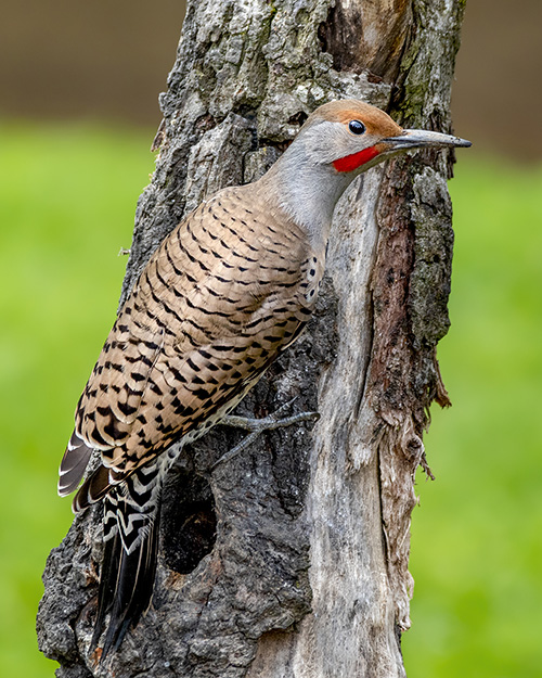 Northern Flicker (Red-shafted)