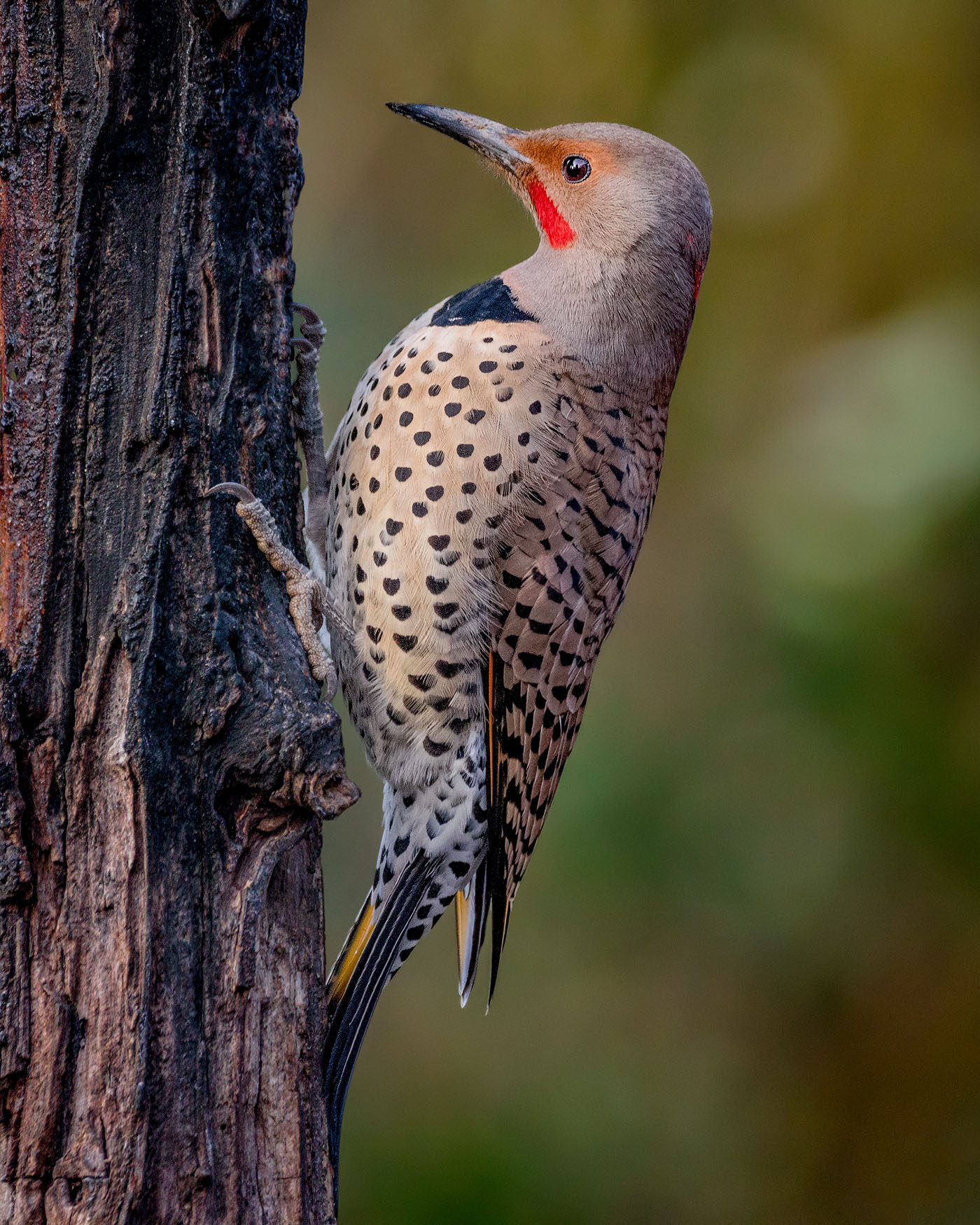 Northern Flicker (Intergrade)