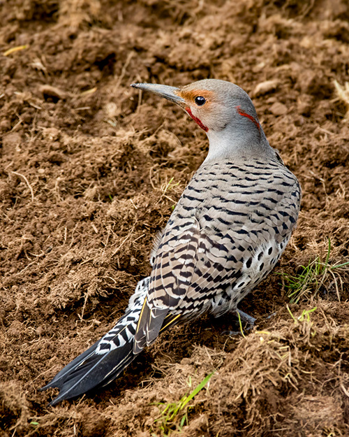 Northern Flicker (Intergrade)