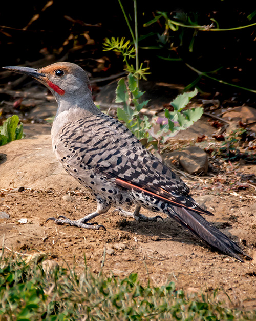 Northern Flicker (Intergrade)