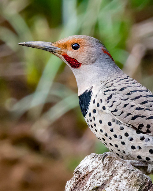 Northern Flicker (Intergrade)