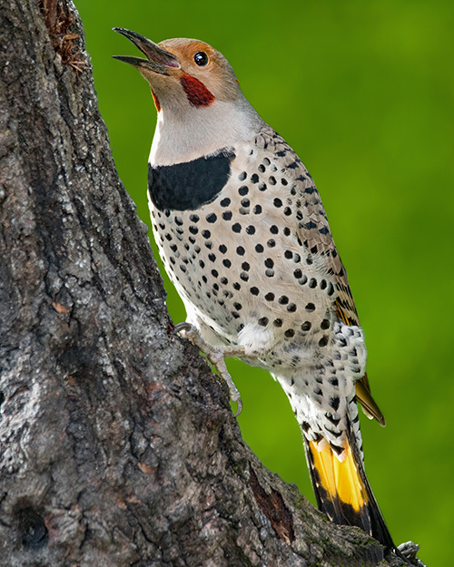 Northern Flicker (Intergrade)