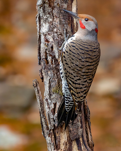 Northern Flicker (Intergrade)