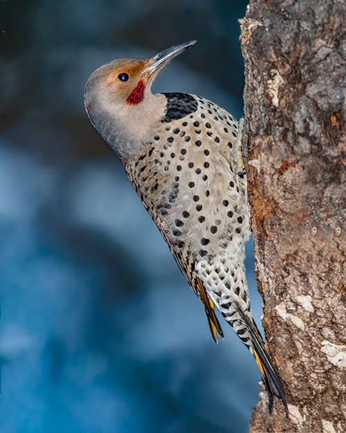 Northern Flicker (Intergrade)