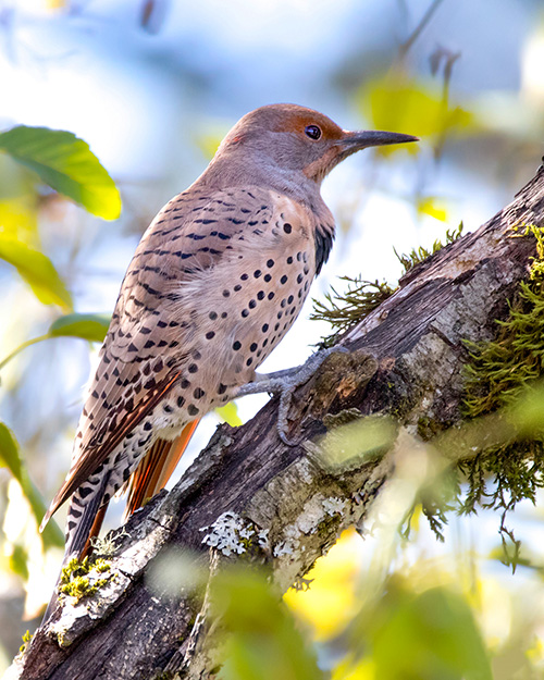 Northern Flicker (Intergrade)
