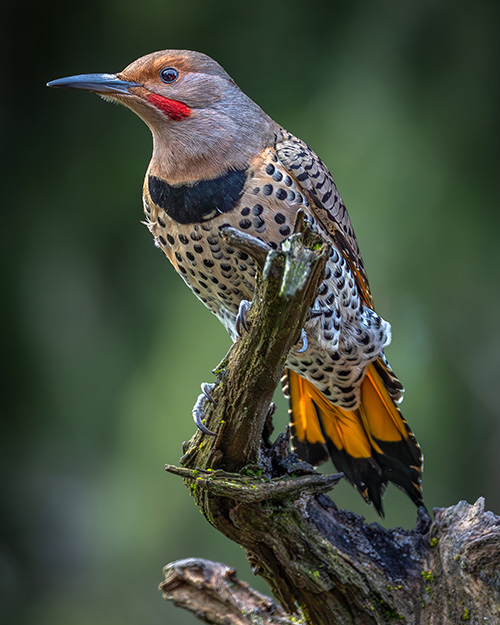 Northern Flicker (Intergrade)