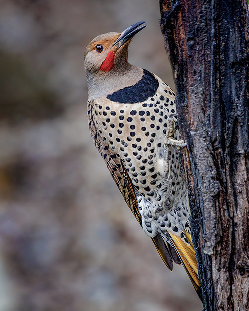 Northern Flicker (Intergrade)