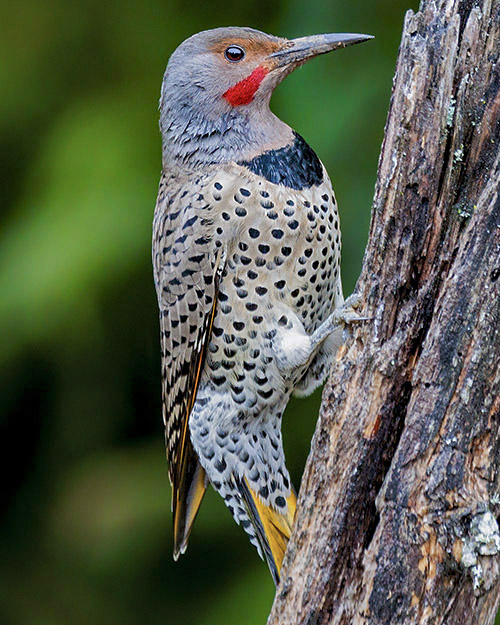 Northern Flicker (Intergrade)