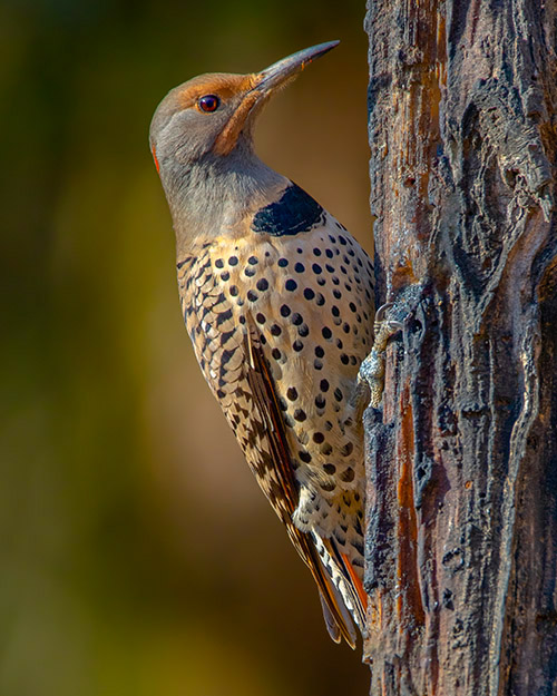 Northern Flicker (Intergrade)