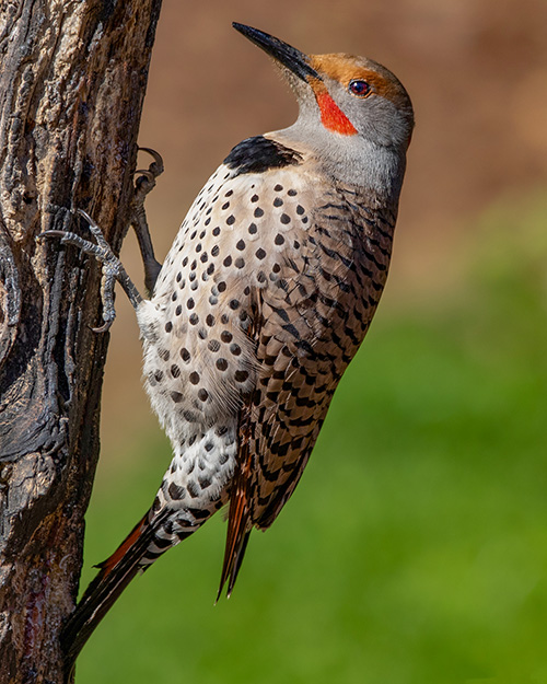 Northern Flicker (Intergrade)