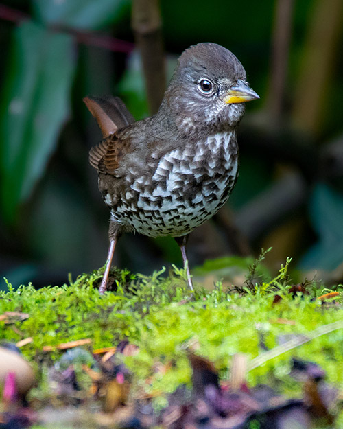 Fox Sparrow