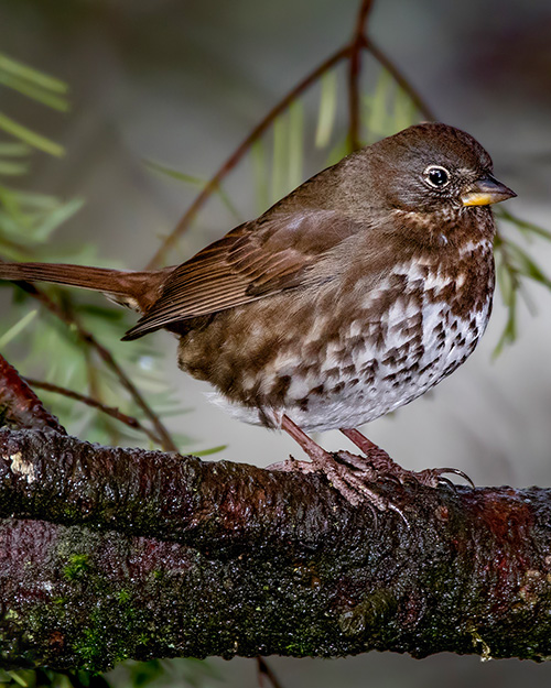 Fox Sparrow