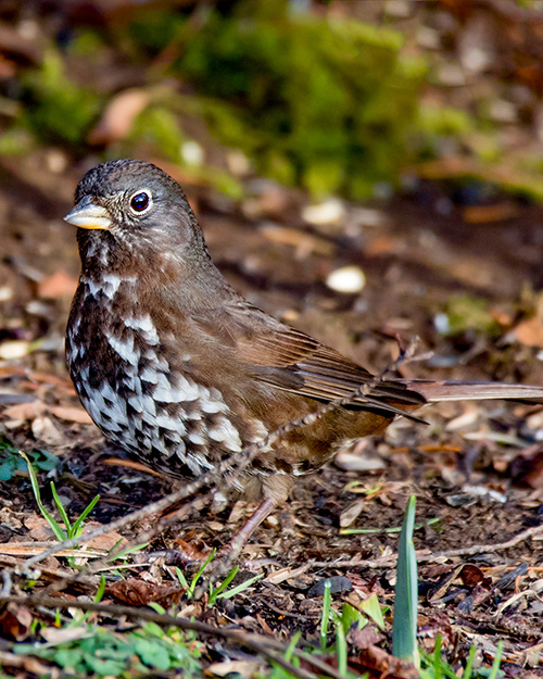 Fox Sparrow