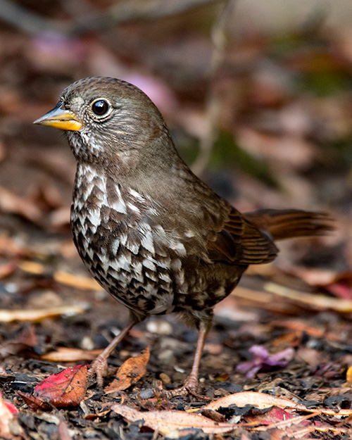 Fox Sparrow