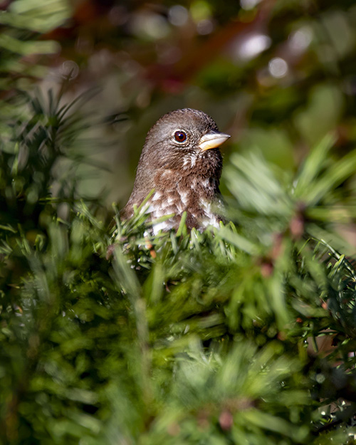 Fox Sparrow