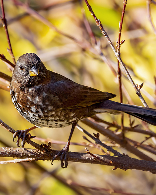 Fox Sparrow