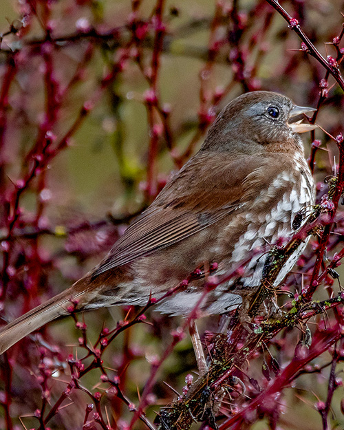 Fox Sparrow